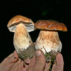 Бюджетная поездка за грибами